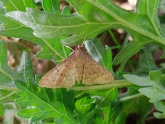 Herpetogramma licarsisalis