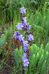 Aristea rigidifolia