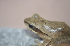 Polypedates maculatus