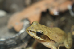 Polypedates maculatus