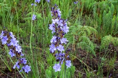 Aristea rigidifolia