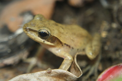 Polypedates maculatus