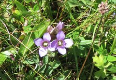 Gentianella campestris campestris