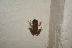 Polypedates maculatus