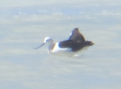 Recurvirostra andina