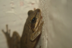 Polypedates maculatus