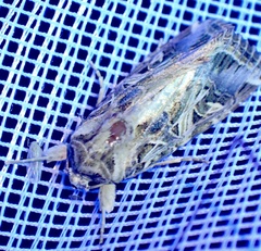 Spodoptera littoralis