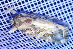 Spodoptera littoralis