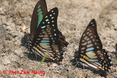 Graphium chironides