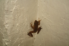 Polypedates maculatus