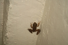 Polypedates maculatus