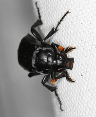 Nicrophorus nigrita
