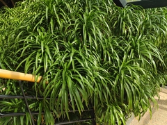 Dracaena kaweesakii