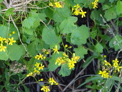 Senecio angulatus