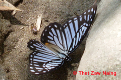 Graphium xenocles