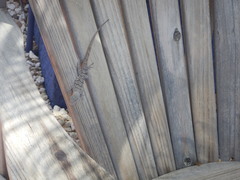 Anolis bonairensis