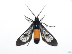 Sarosa