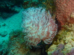 Protula bispiralis