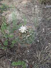 Gymnocalycium mostii