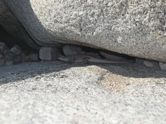 Tropidurus etheridgei