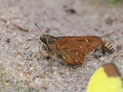 Pithauria marsena