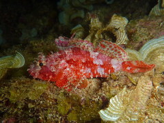 Decoy Scorpionfish photo 1