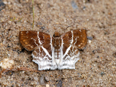 Odontoptilum pygela