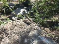 Tropidurus etheridgei