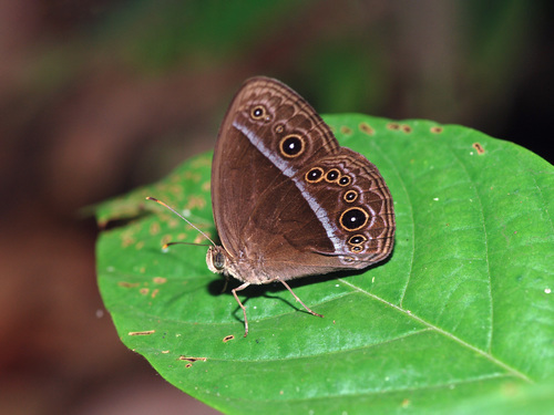 Red Bushbrown