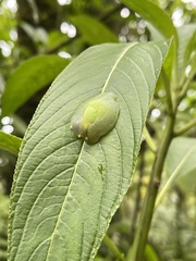 Gaeotis nigrolineata