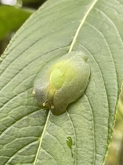 Gaeotis nigrolineata