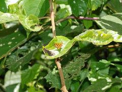 Odina hieroglyphica