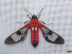 Pheia haemapleura