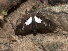 Seseria affinis