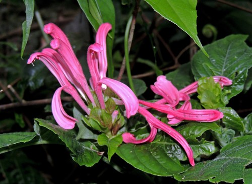Justicia carnea
