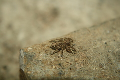Plexippus paykulli
