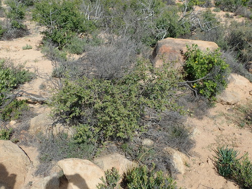 Image of Solanum humile by no rights reserved