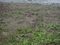 Charadrius dubius curonicus