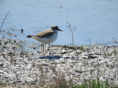 Charadrius dubius curonicus
