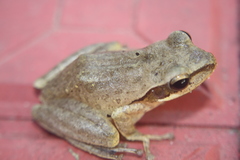 Polypedates maculatus