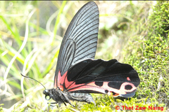 Papilio alcmenor
