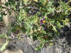Solanum humile