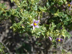 Solanum humile