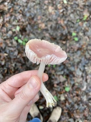 Mycena rosea