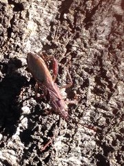 Apidaurus longitylus