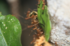 Oecophylla smaragdina