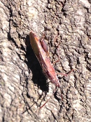 Apidaurus longitylus