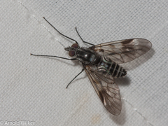 Ibisia marginata