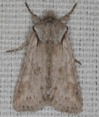 Lacinipolia patalis