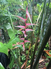 Heliconia chartacea